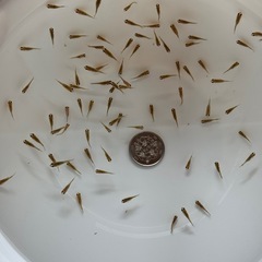 金魚 ピンポンパール ちょうちんパール 稚魚 30匹の画像
