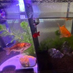 3/11生まれ　金魚の赤ちゃんの画像