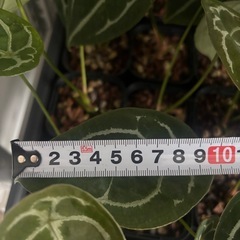 原種アンスリウム フォルゲッティ 1株の画像