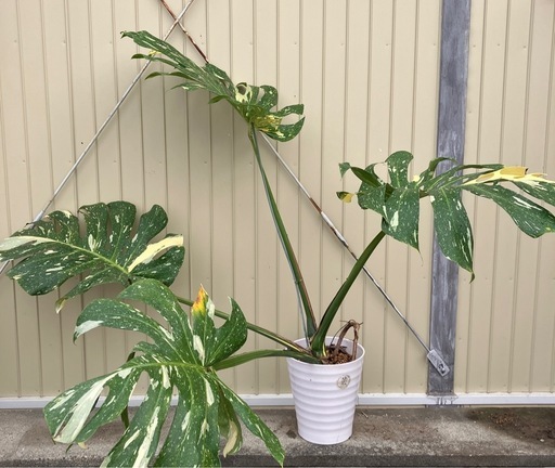観葉植物　モンステラ　デリシオーサ　イエローモンスター
