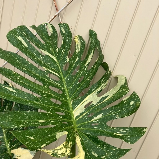 観葉植物　モンステラ　デリシオーサ　イエローモンスター