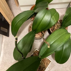 胡蝶蘭　コチョウラン　 花なし　水苔の画像