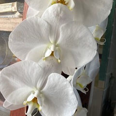 胡蝶蘭　コチョウラン　 花なし　水苔の画像