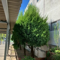 お庭の剪定草刈り - 福岡市