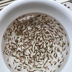 稚魚④ローズテール当歳ハネの画像