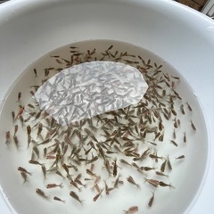 稚魚④ローズテール当歳ハネの画像