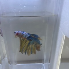 格安★ハーフムーンベタ 3匹 1000円の画像