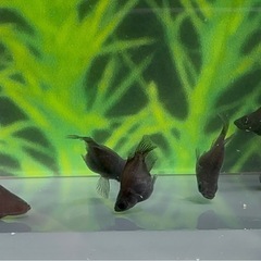 オロチ ダルマ メダカ 6匹 めだか　(取引き中です)の画像