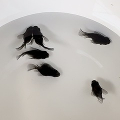 オロチ ダルマ メダカ 6匹 めだか　(取引き中です)の画像