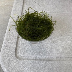 ナヤス、ウィローモス 500円の画像