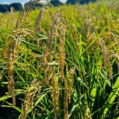 令和7年　宮城県栗原市産 ひとめぼれ 玄米5キロ　環境保全米の画像