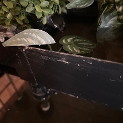 水槽　30✖️60    　の画像