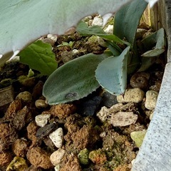 アガベアメリカーナ　親株➕子株4株　鉢付きの画像