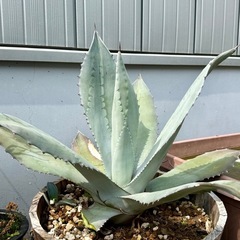 アガベアメリカーナ　親株➕子株4株　鉢付きの画像