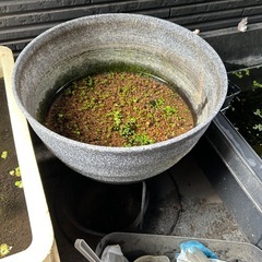 睡蓮鉢6リットルと足の画像