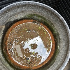 睡蓮鉢6リットルと足の画像