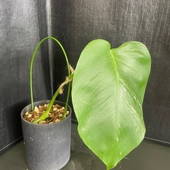 モンステラ　ボルシギアナ　ホワイトタイガー　3号鉢の画像