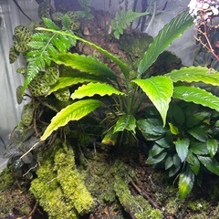 パルダリウムケージ　　606045ヤドクガエル　完成品の画像