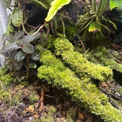 パルダリウムケージ　　606045ヤドクガエル　完成品の画像