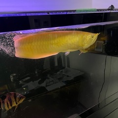 アルビノシルバーアロワナの画像