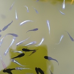 メダカいろいろ100匹の画像