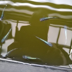 メダカいろいろ100匹の画像