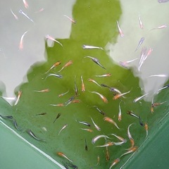 メダカいろいろ100匹の画像