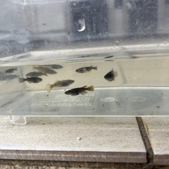 メダカ黒系（MIX）の画像