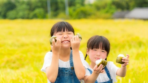 【送料無料】R 7年 長野県産コシヒカリ 20kg白米 低農薬/農家直送