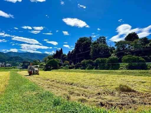 【送料無料】R 7年 長野県産コシヒカリ 20kg白米 低農薬/農家直送