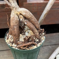 ガジュマル　キジムナー　ゴムの木　フィカス　ミクロカルパ　観葉植物　塊根植物　多肉植物　ビザールプランツ　レアプランツ　ガーデニング　植物　グリーン　趣味　盆栽　葉　花　庭　草　インテリア　おしゃれ　飾り　園芸　の画像