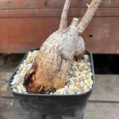 ガジュマル　キジムナー　ゴムの木　ゴムノキ　フィカス　ミクロカルパ　観葉植物　塊根植物　多肉植物　ビザールプランツ　レアプランツ　ガーデニング　植物　グリーン　趣味　盆栽　葉　花　庭　草　インテリア　おしゃれ　飾り　園芸　の画像