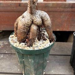 ガジュマル　キジムナー　ゴムノキ　ゴムの木　フィカス　ミクロカルパ　観葉植物　塊根植物　多肉植物　ビザールプランツ　レアプランツ　ガーデニング　植物　グリーン　趣味　盆栽　葉　花　庭　草　インテリア　おしゃれ　飾り　園芸　の画像