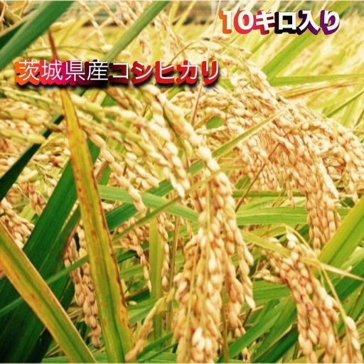 106大人気茨城県産コシヒカリ。玄米10キロ入り玄米入りなので痛むことなくお渡しできます。もちろん精米もいたします。どちらか好きな方お