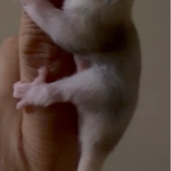 【販売】フクロモモンガ ベビー