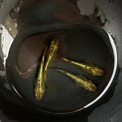 ゾンクレヘイキ🪲２ペア 4匹　メダカ　　　　 早い者勝ちです‼️ 
の画像