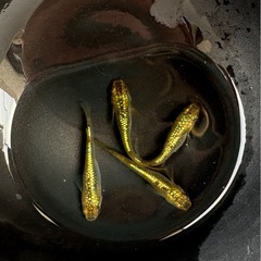 ゾンクレヘイキ🪲２ペア 4匹　メダカ　　　　 早い者勝ちです‼️ 
の画像