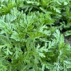 家庭菜園　　春菊の画像