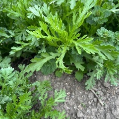 家庭菜園　　春菊の画像