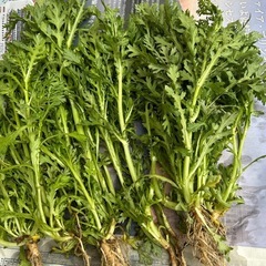 家庭菜園　　春菊の画像