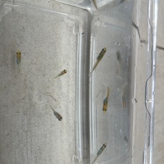 メダカ　ラメ系（MIX）の画像