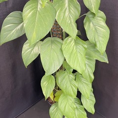 モンステラ　sp. ‘ナオウ’の画像