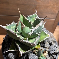 Agave oteroiオテロイ実生A選抜 親株の画像