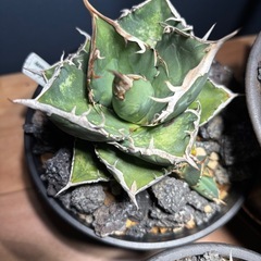 Agave oteroiオテロイ実生A選抜 親株の画像