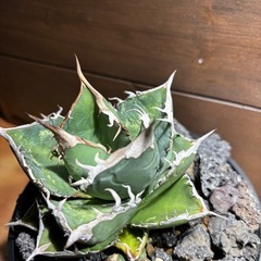 Agave oteroiオテロイ実生A選抜 親株の画像