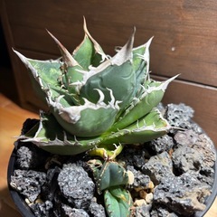 Agave oteroiオテロイ実生A選抜 親株の画像