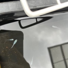 メダカ　深海の画像