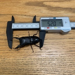 国産ヒラタクワガタ(神奈川県産)ペア
の画像