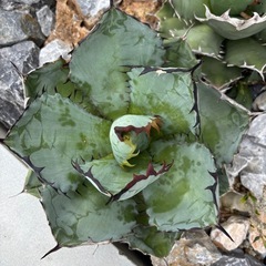 Agavetitanota [B&B] ［Black and Blue]の画像