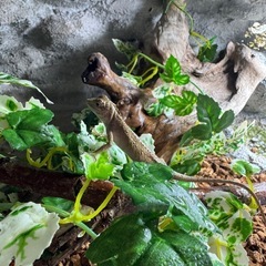 キノボリトカゲ２匹の画像